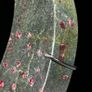 Rough Ruby Crecent - Corundum/Ruby Crystals, Metal Stand Image 5
