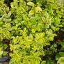 Laurel Hedging One Euro Image 3