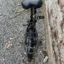 folding bike Image 7