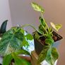 Philodendron Giganteum Variegated Image 3