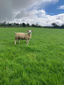 PBR Texel ewe lambs