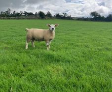 PBR Texel ewe lambs
