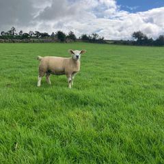 PBR Texel ewe lambs