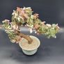 Chinese Vintage Glass Cherry Blossom Bonsai Tree Image 2