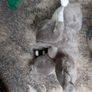 Lemur soft toy Image 2