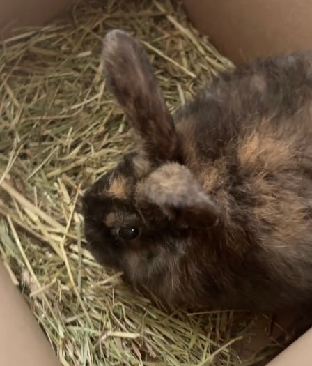 Female Rabbit