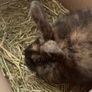 Female Rabbit Image 2
