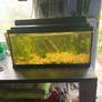 Fish tank with guppies Image 2