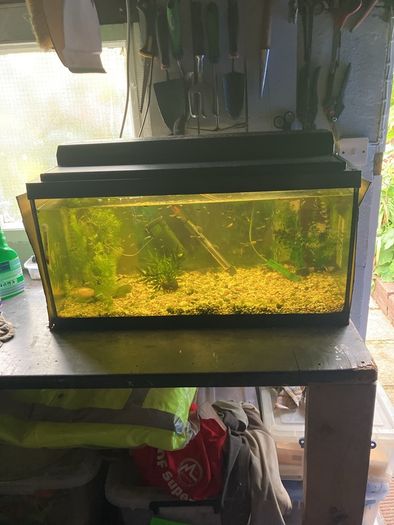 Fish tank with guppies
