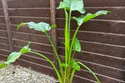 Flowers Calla Lily perennial