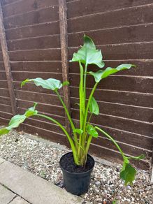 Flowers Calla Lily perennial