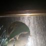 Art Deco lady picture holographic Image 3