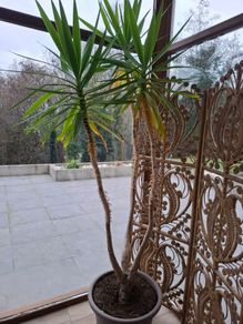 8ft Yucca Plant with pot