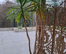 8ft Yucca Plant with pot