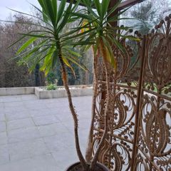 8ft Yucca Plant with pot