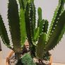 Euphorbia planter Image 3