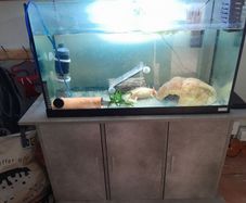 Axolotl X 2 , 200 litre tank and stand