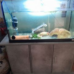 Axolotl X 2 , 200 litre tank and stand