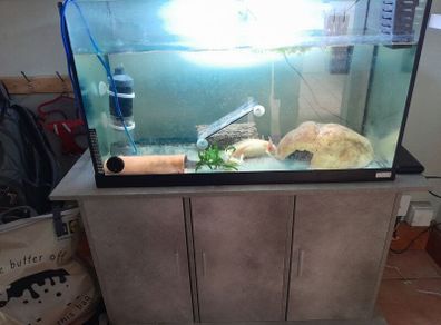 Axolotl X 2 , 200 litre tank and stand