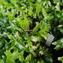 Ferns, 2 litre plants Image 6