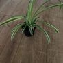Self watering plant pot Image 5
