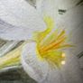 Original E.A. McEwen Watercolour - Crocuses - Signed - Belfast Artist Image 3