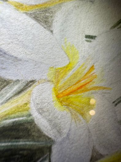 Original E.A. McEwen Watercolour - Crocuses - Signed - Belfast Artist