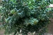 Sedum burrito succulent