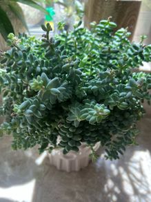 Sedum burrito succulent