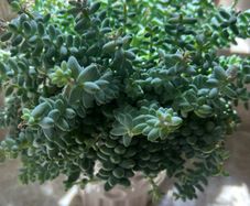 Sedum burrito succulent