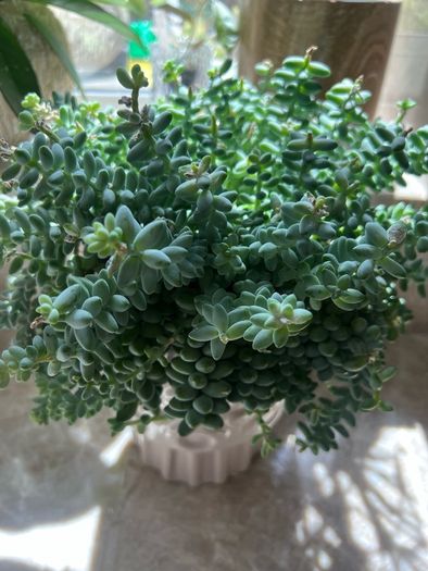 Sedum burrito succulent