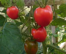 Tomato 'Quadro' Irish Seeds