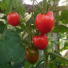 Tomato 'Quadro' Irish Seeds