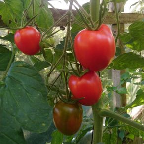 Tomato 'Quadro' Irish Seeds