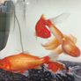 fishing tank Image 7
