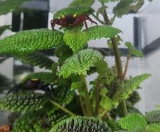 Paludarium for vampire crabs