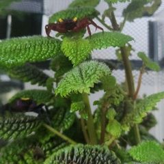 Paludarium for vampire crabs