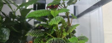 Paludarium for vampire crabs