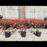 Red Robin Hedging Image 4