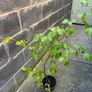 Hazelnut tree Image 5