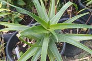 Aloe Striatula tropical specimen