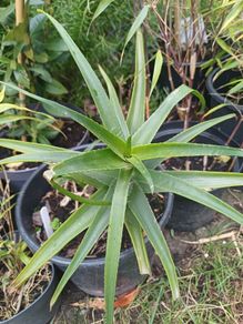 Aloe Striatula tropical specimen