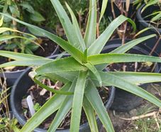 Aloe Striatula tropical specimen