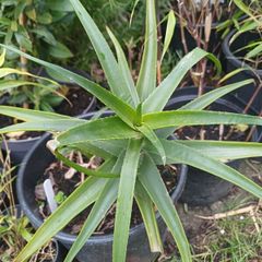 Aloe Striatula tropical specimen