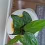 Peace Lily in Yellow Ceramic Pot - Galway - Pickup Only Image 3