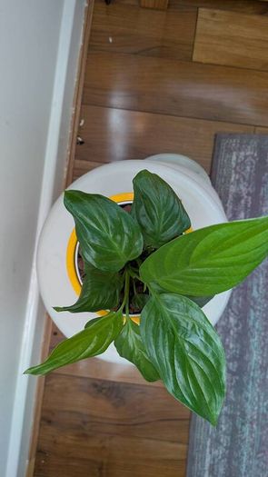 Peace Lily in Yellow Ceramic Pot - Galway - Pickup Only