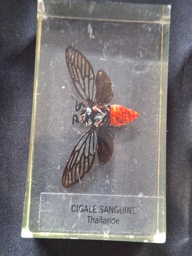 Genuine Collection of 15 Clear Resin Exotic Insects and Arachnids Price is for 1 only