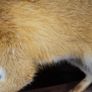 Vintage Taxidermy Red Fox Image 4