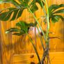 Monstera Albo Borsigiana #50 mature variegated plant Image 2