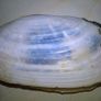 Sea Shells Image 9